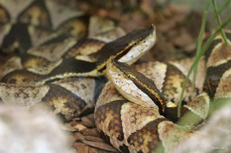 sharp-nosed viper or chinese copperhead (Deinagkistrodon acutus)