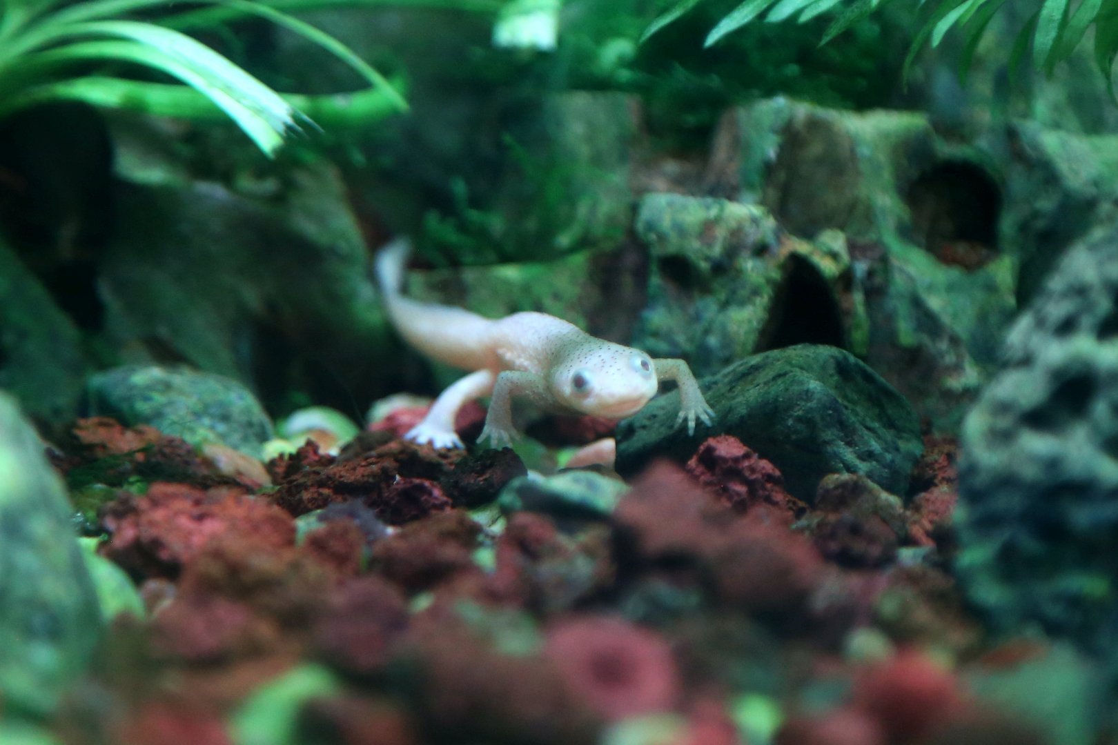 Sharp-ribbed Salamander