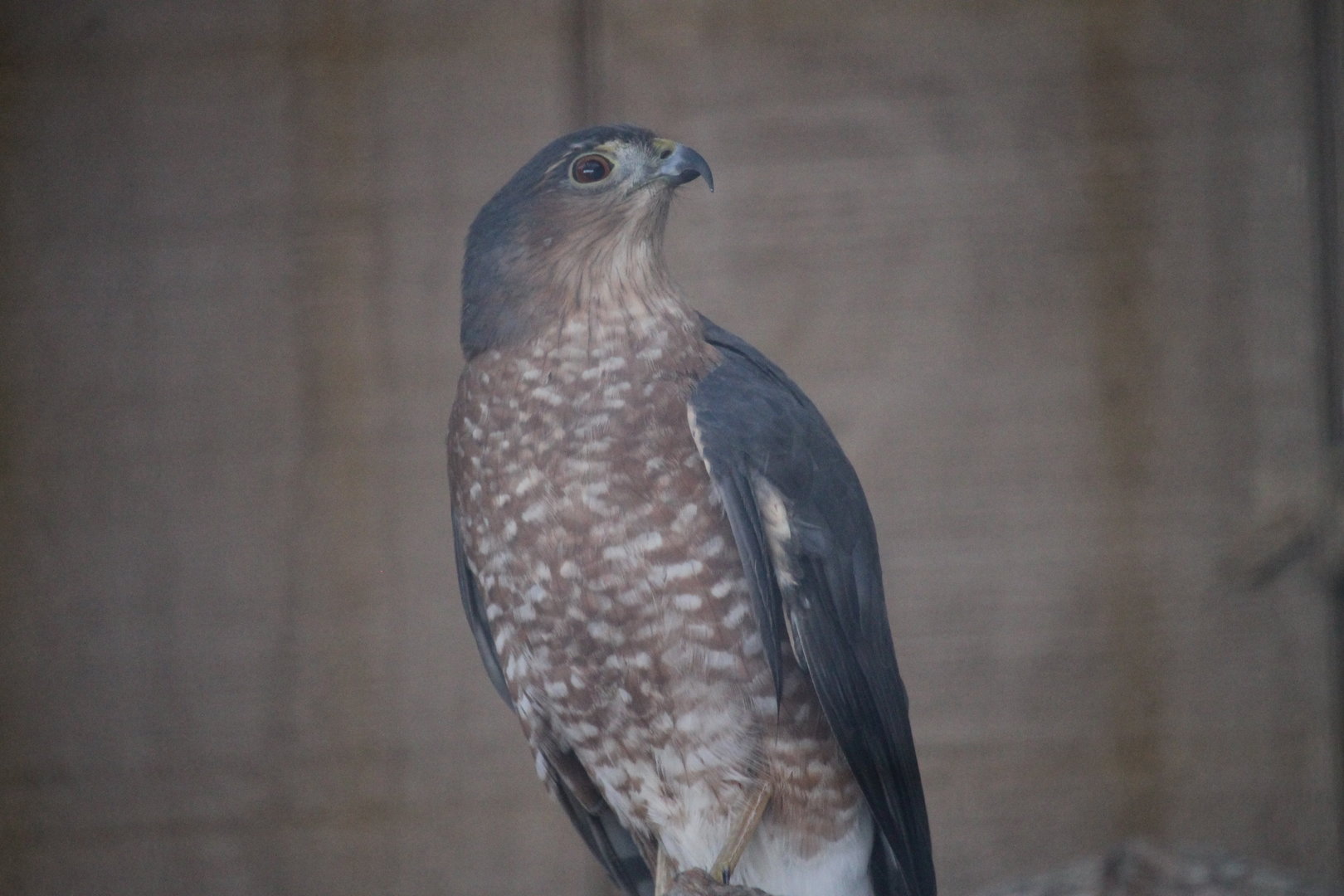 Sharp-shinned Hawk (Accipiter striatus)