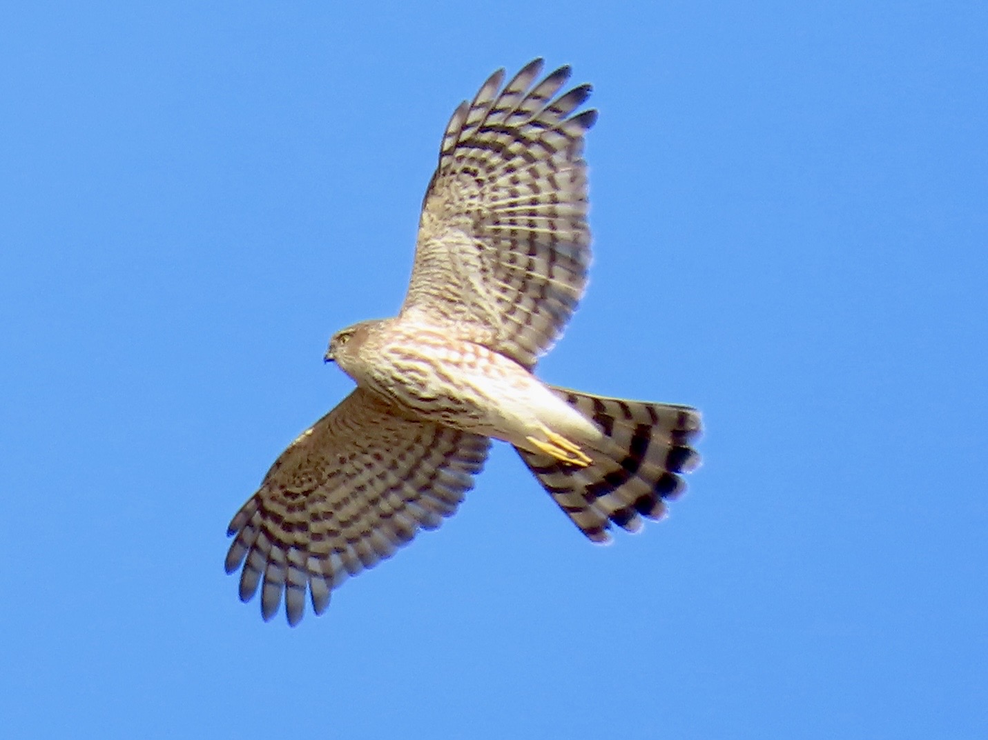 Sharp-shinned Hawk (Accipiter striatus)