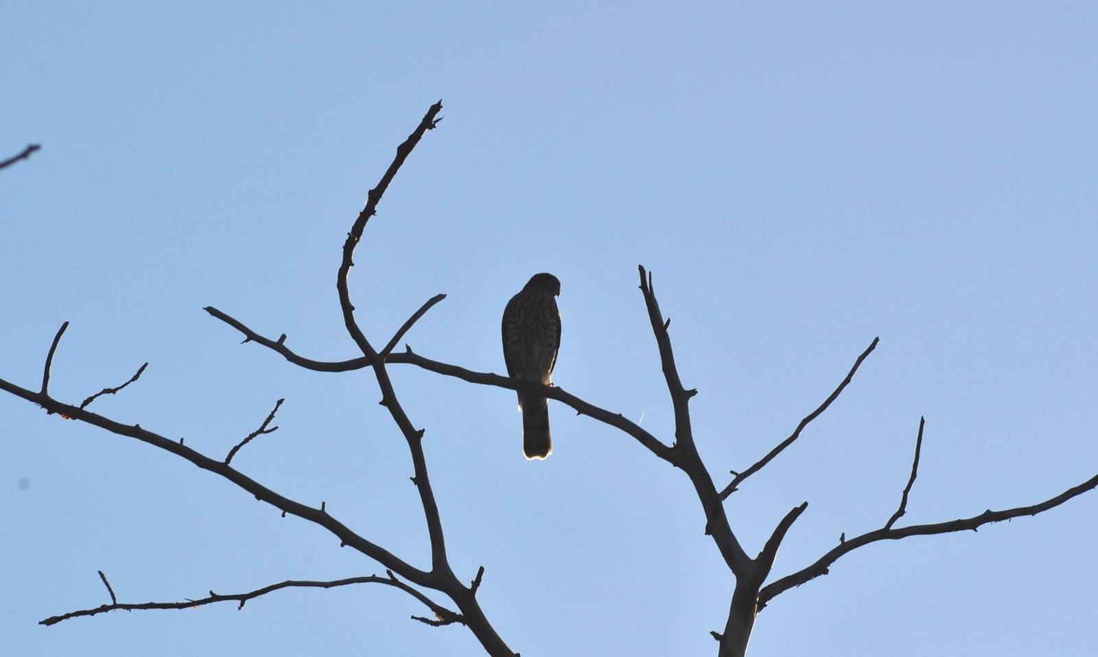 Sharp-shinned Hawk - Alaska