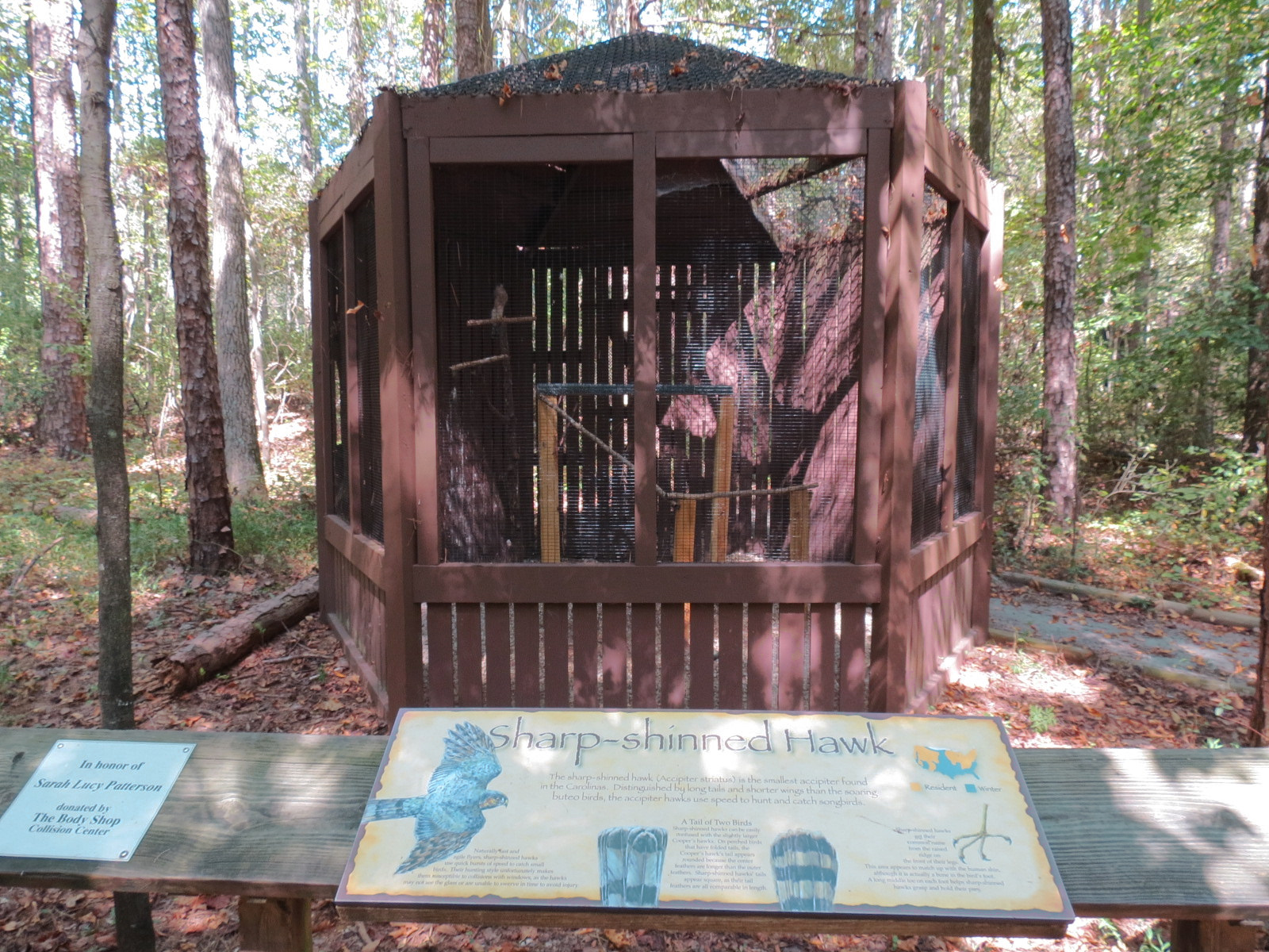 Sharp-shinned Hawk Exhibit