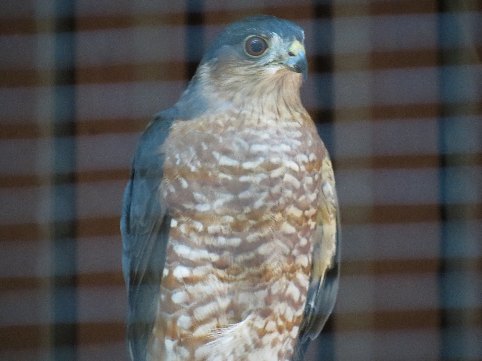 Sharp-shinned Hawk Exhibit