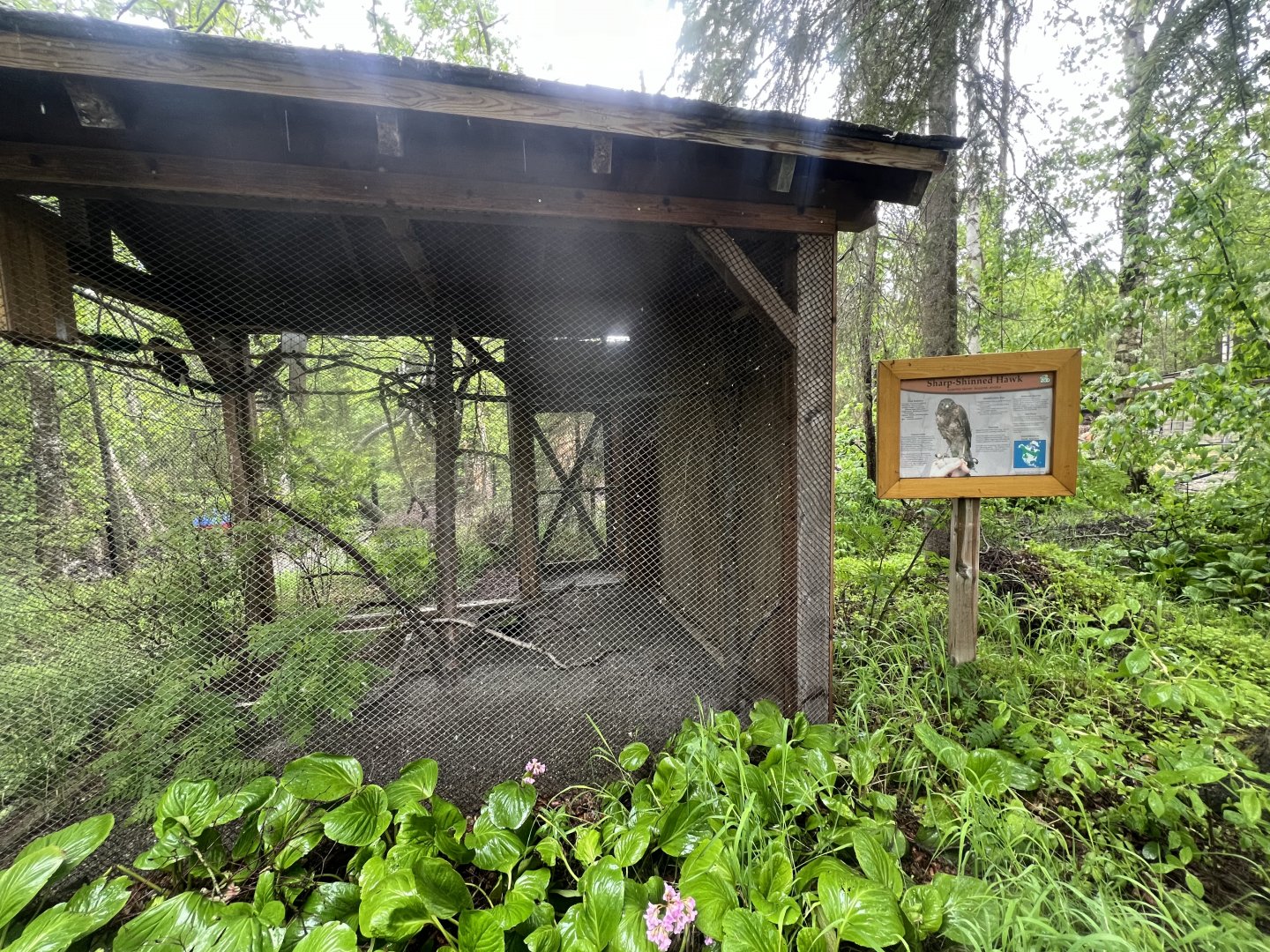 Sharp-shinned Hawk Exhibit