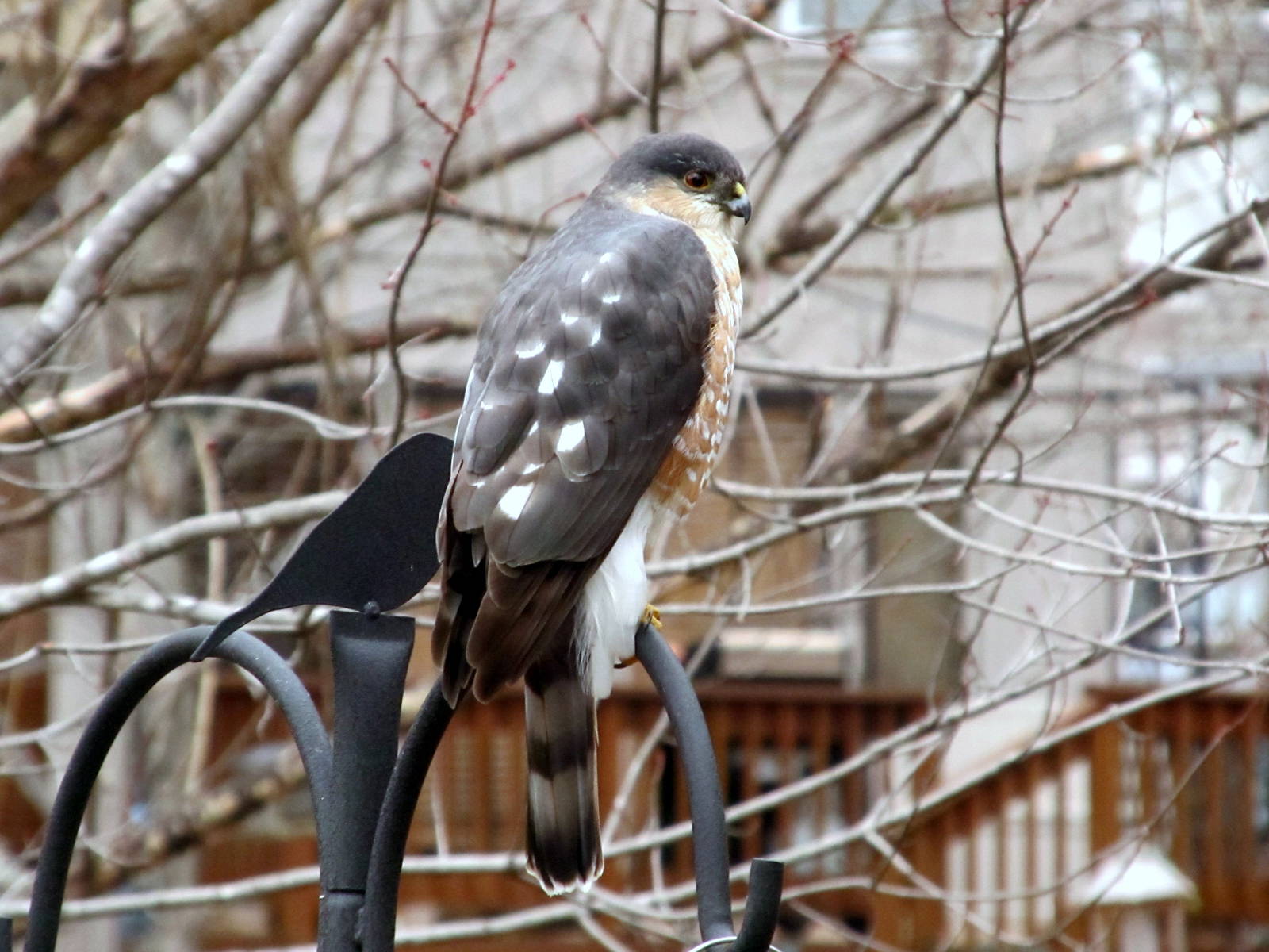 Sharp-shinned Hawk Female