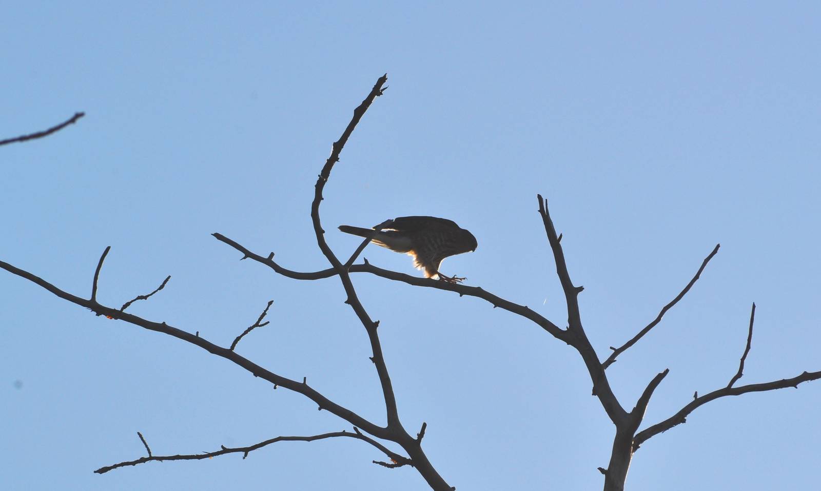 Sharp-shinned Hawk