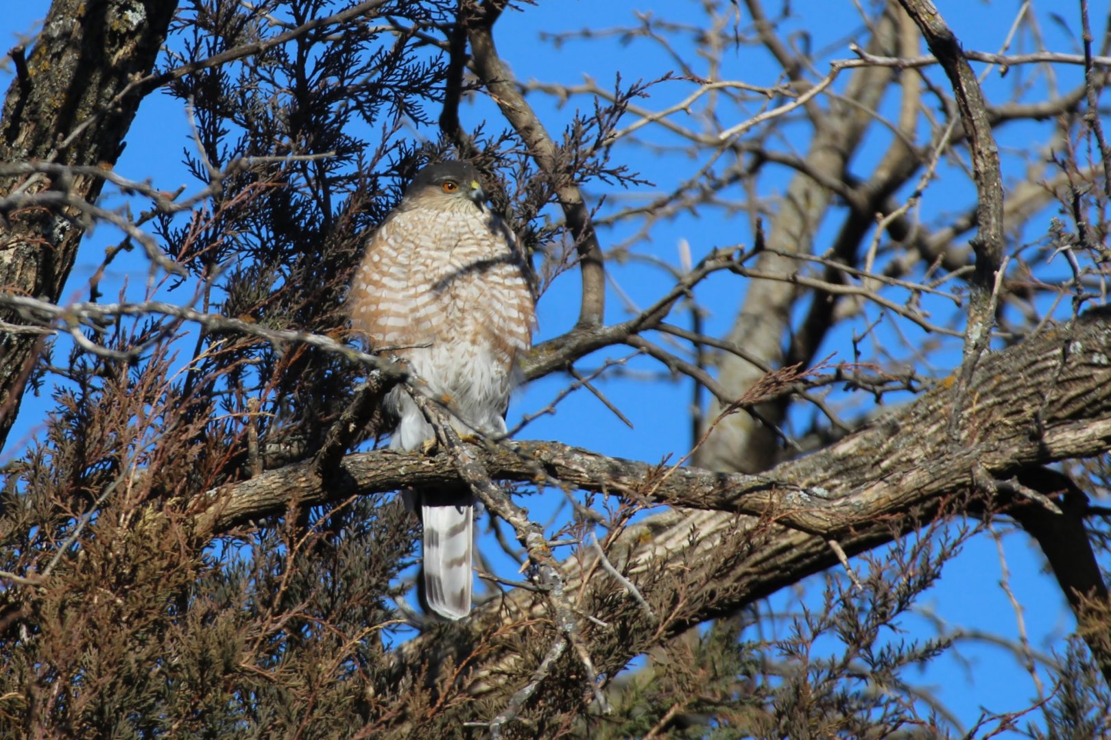 Sharp-shinned Hawk