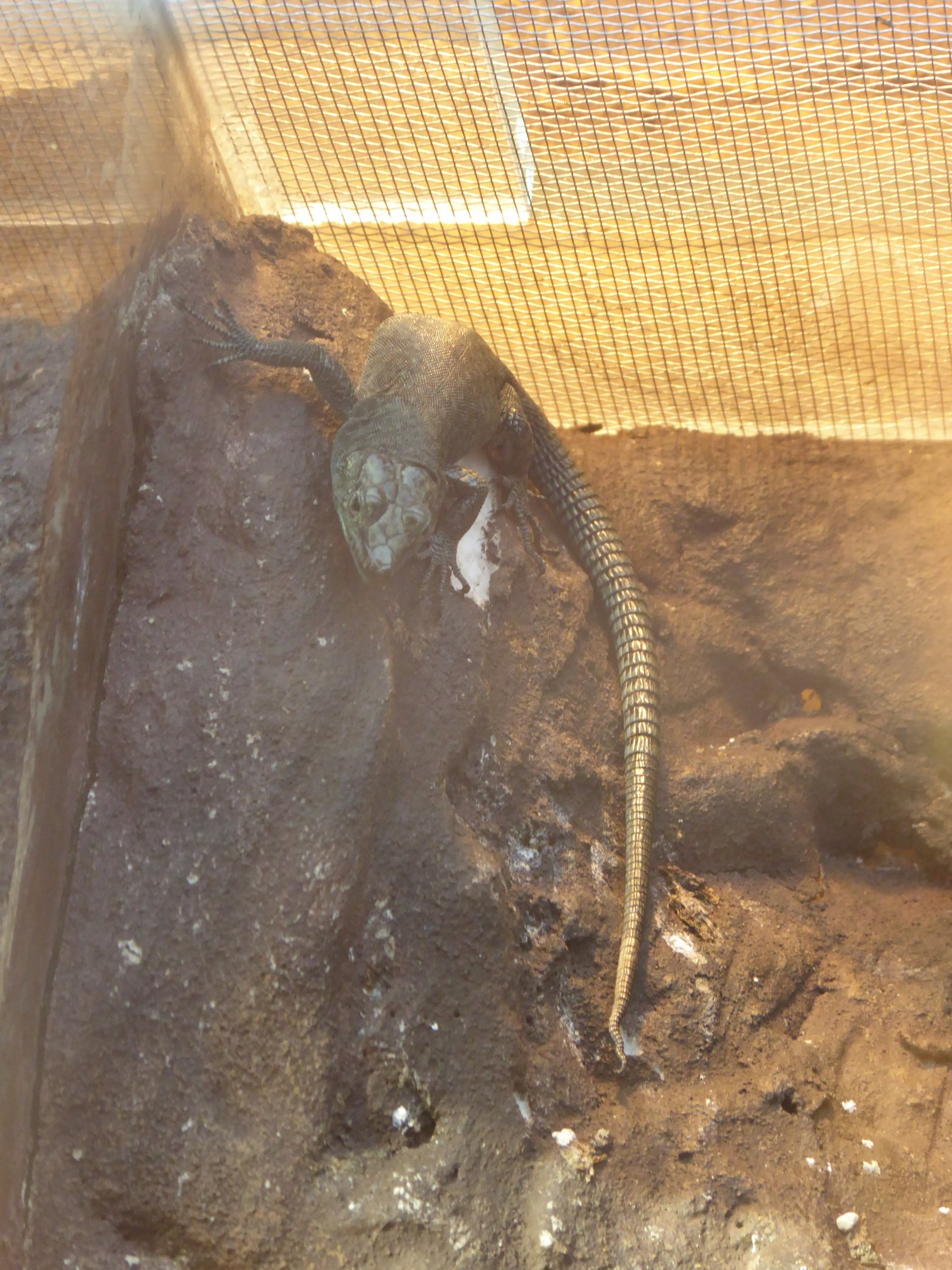 Sharp-snouted Rock Lizard (Dalmatolacerta oxycephala) at Zoo Wroclaw - 26 September 2019