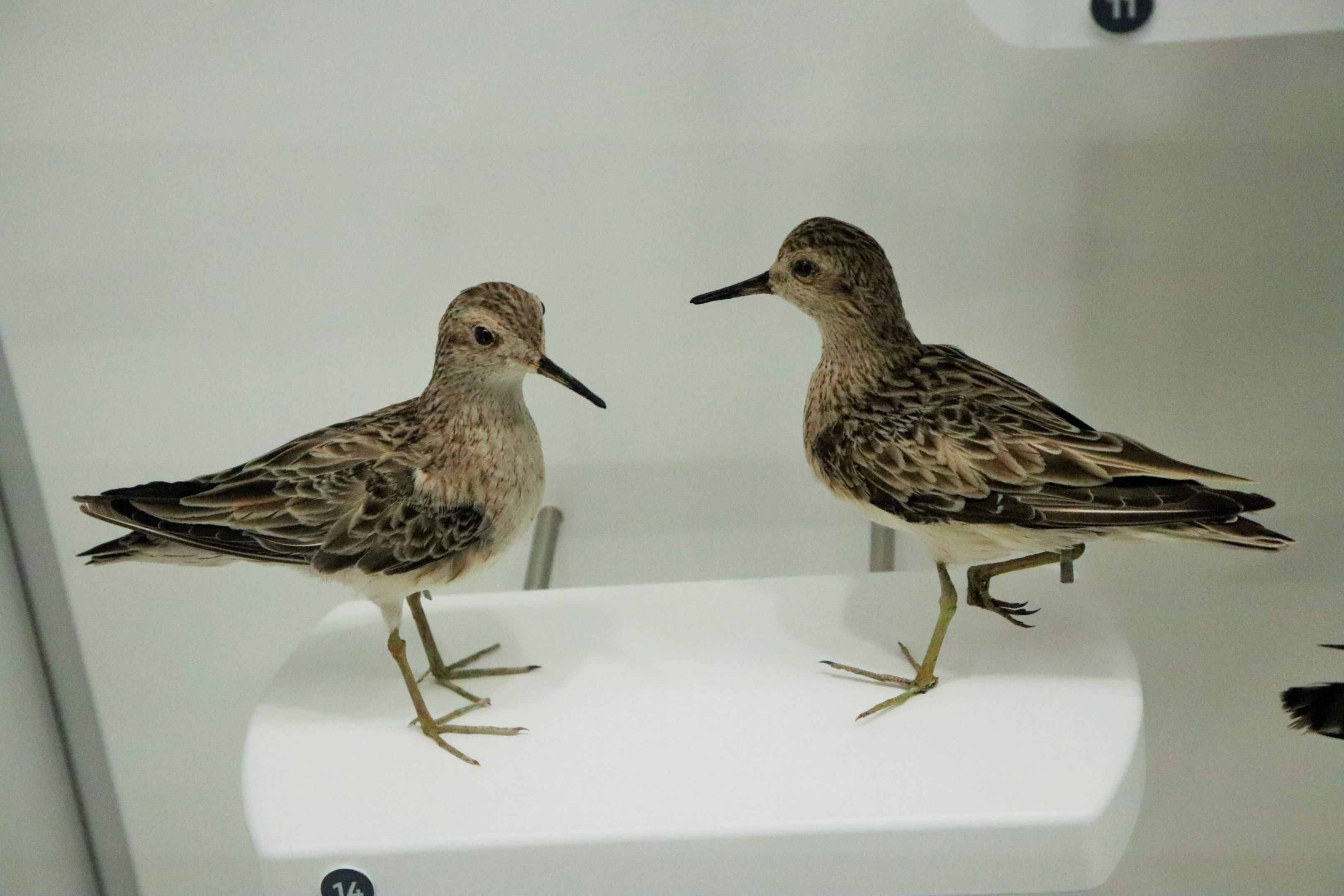 Sharp-tailed Sandpiper (Calidris acuminata)