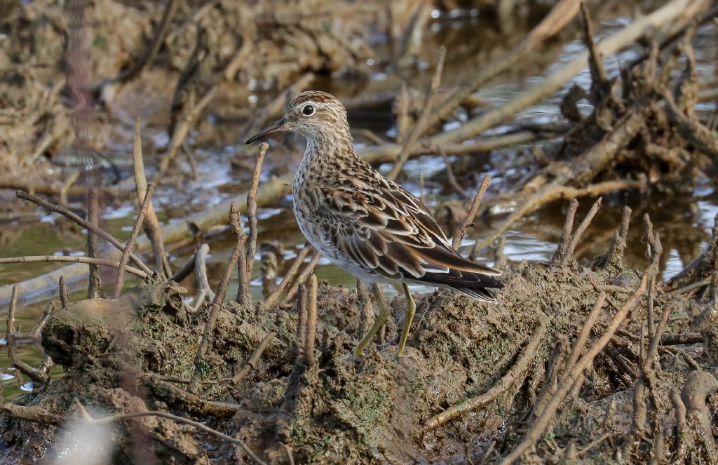 Sharp-tailed Sandpiper