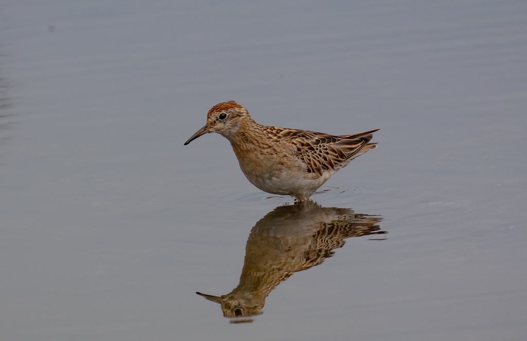 Sharp-tailed Sandpiper