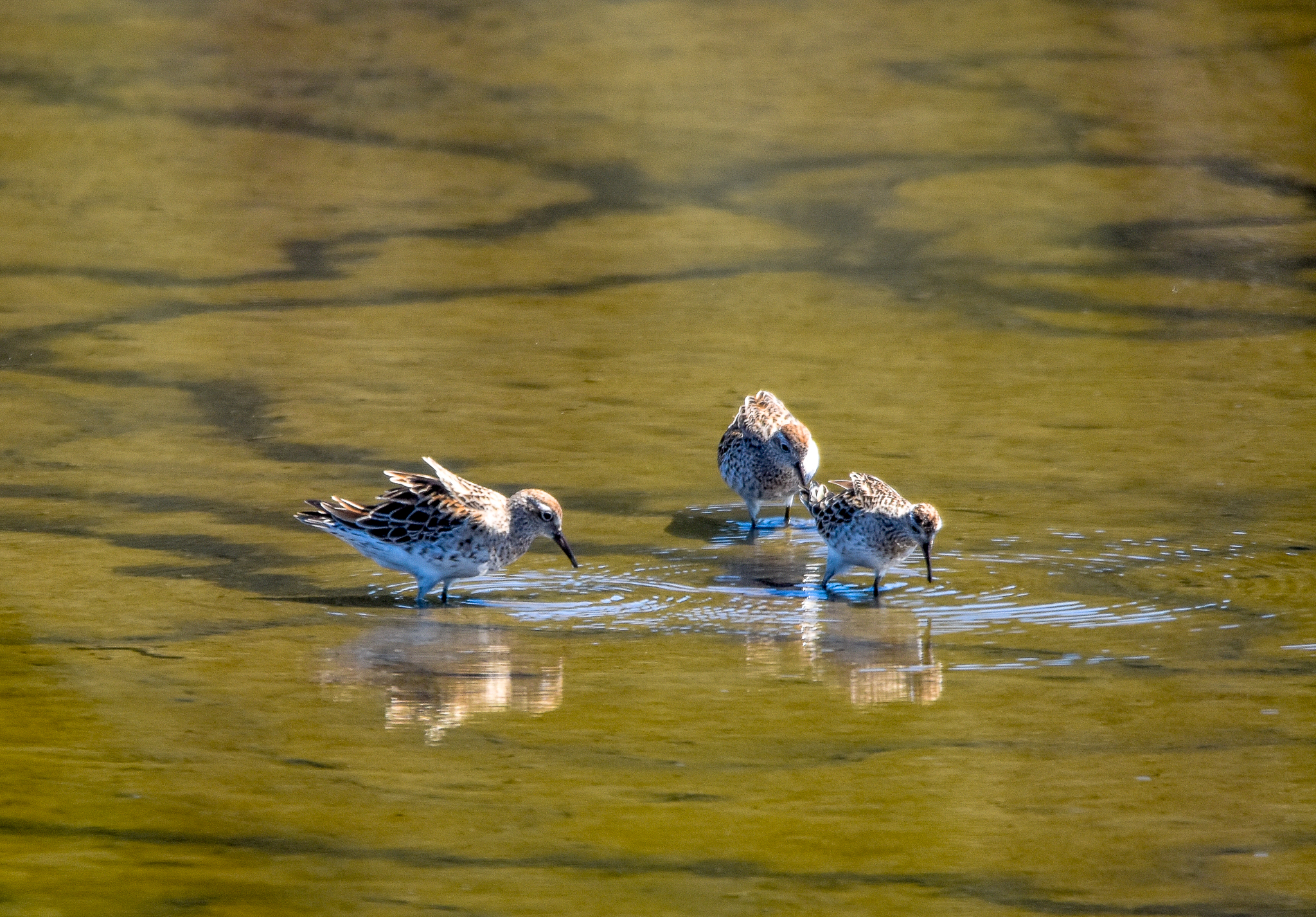 Sharp-tailed Sandpipers