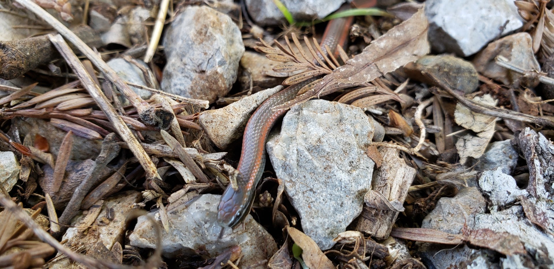 Sharp-tailed Snake upclose