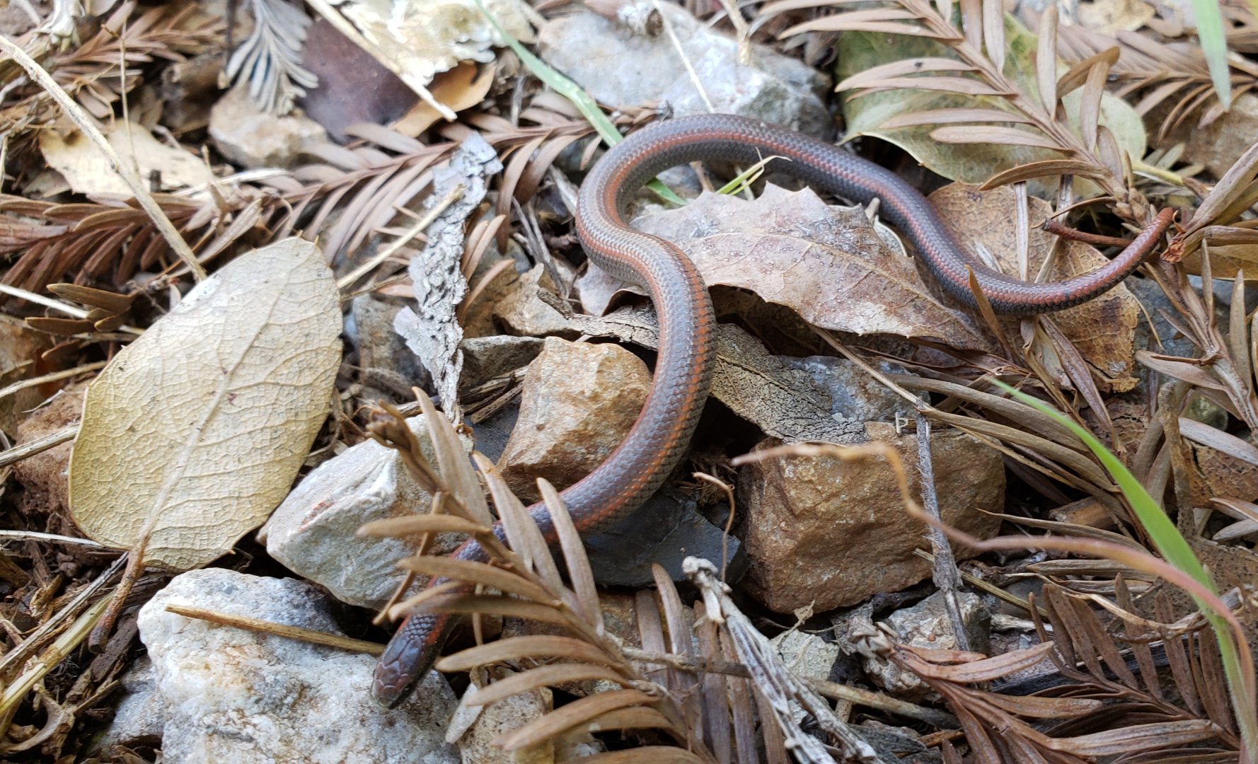 Sharp-tailed Snake