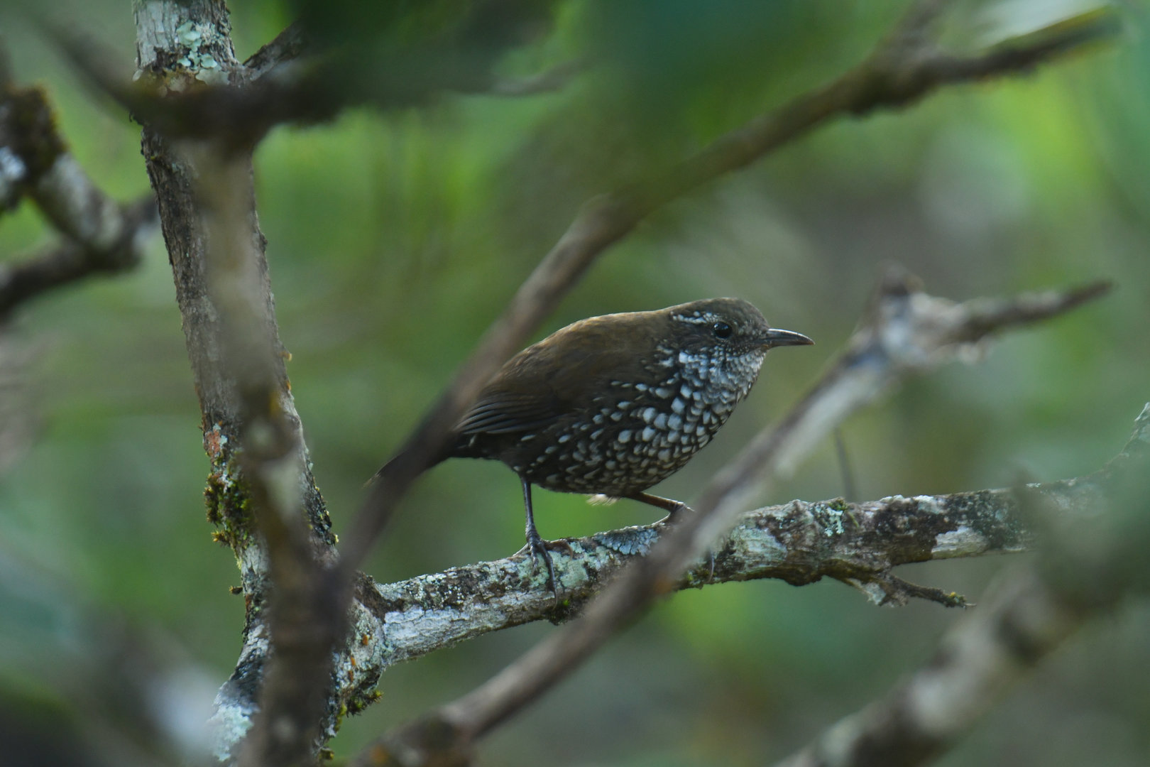 Sharp-tailed Streamcreeper Lochmias nematura