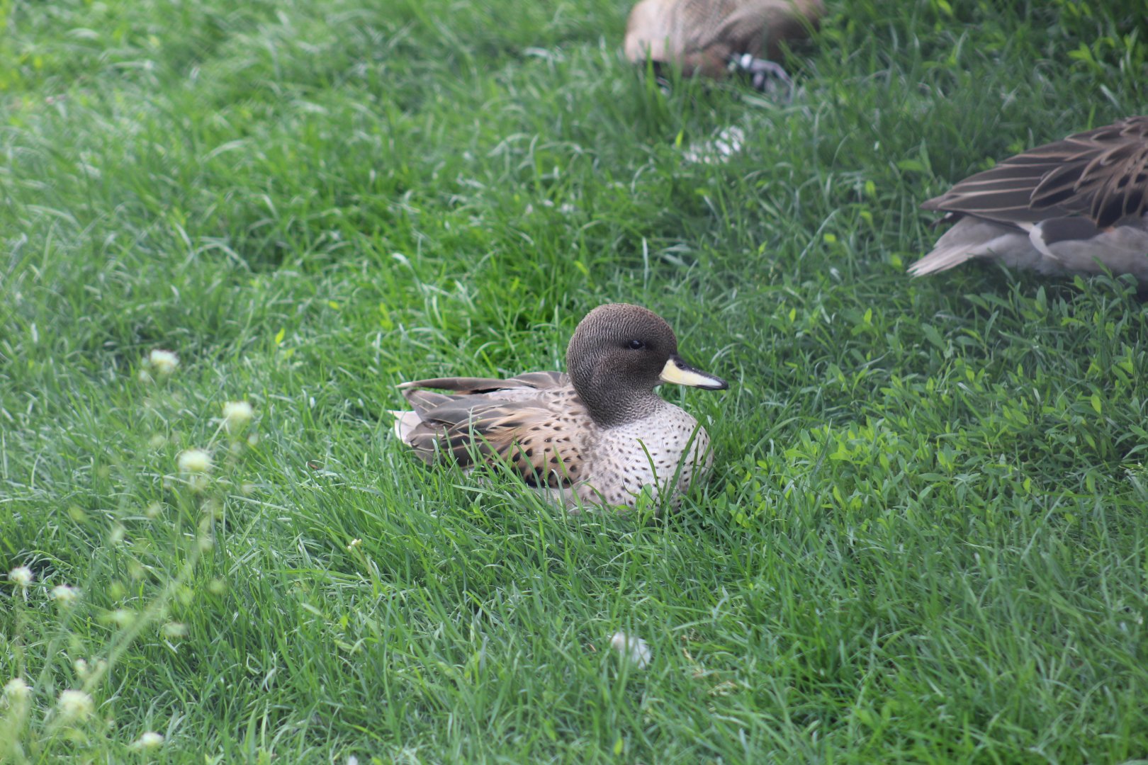 Sharp-Winged Teal