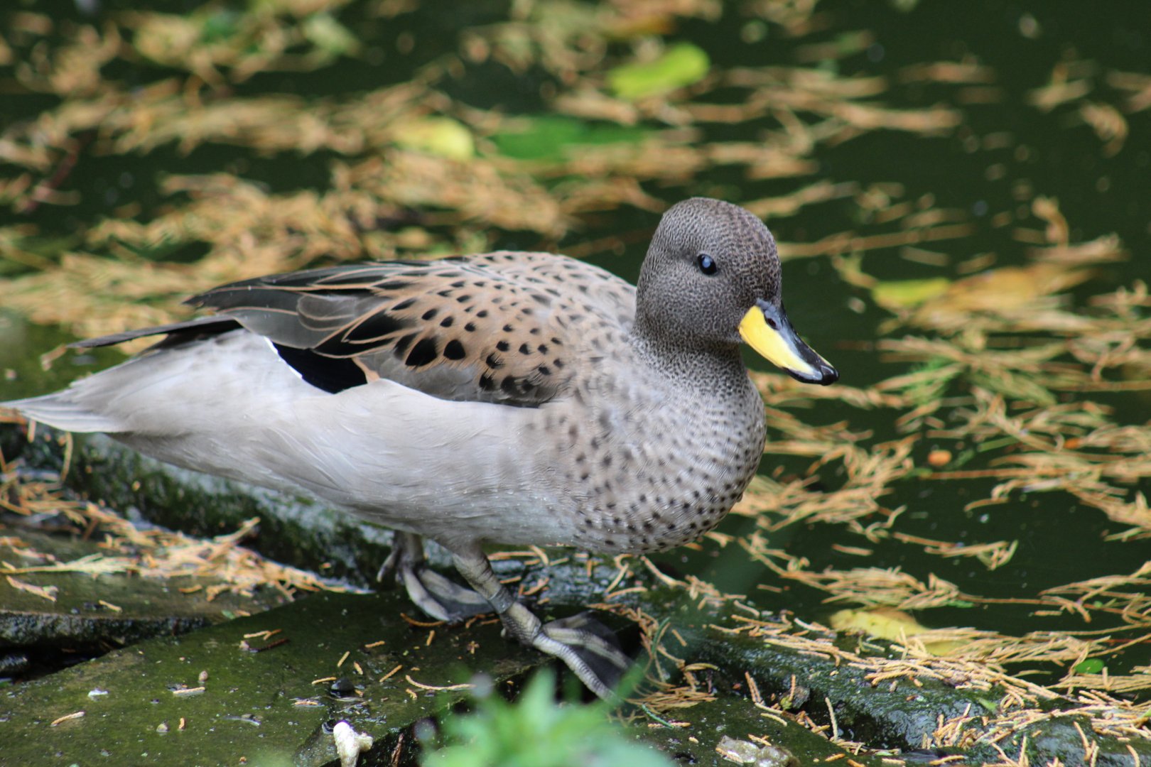 Sharp-Winged Teal