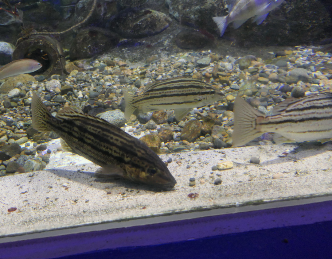 Sharpbeak Terapon (Rhynchopelates oxyrhinchus) - Uozu Aquarium