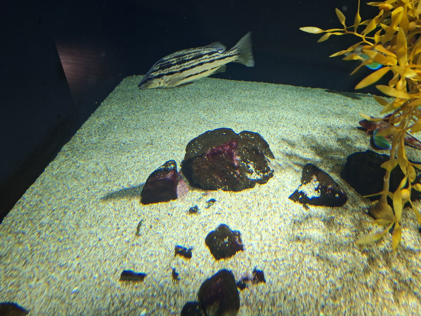 Sharpbeak terapon (Rhynchopelates oxyrhynchus)