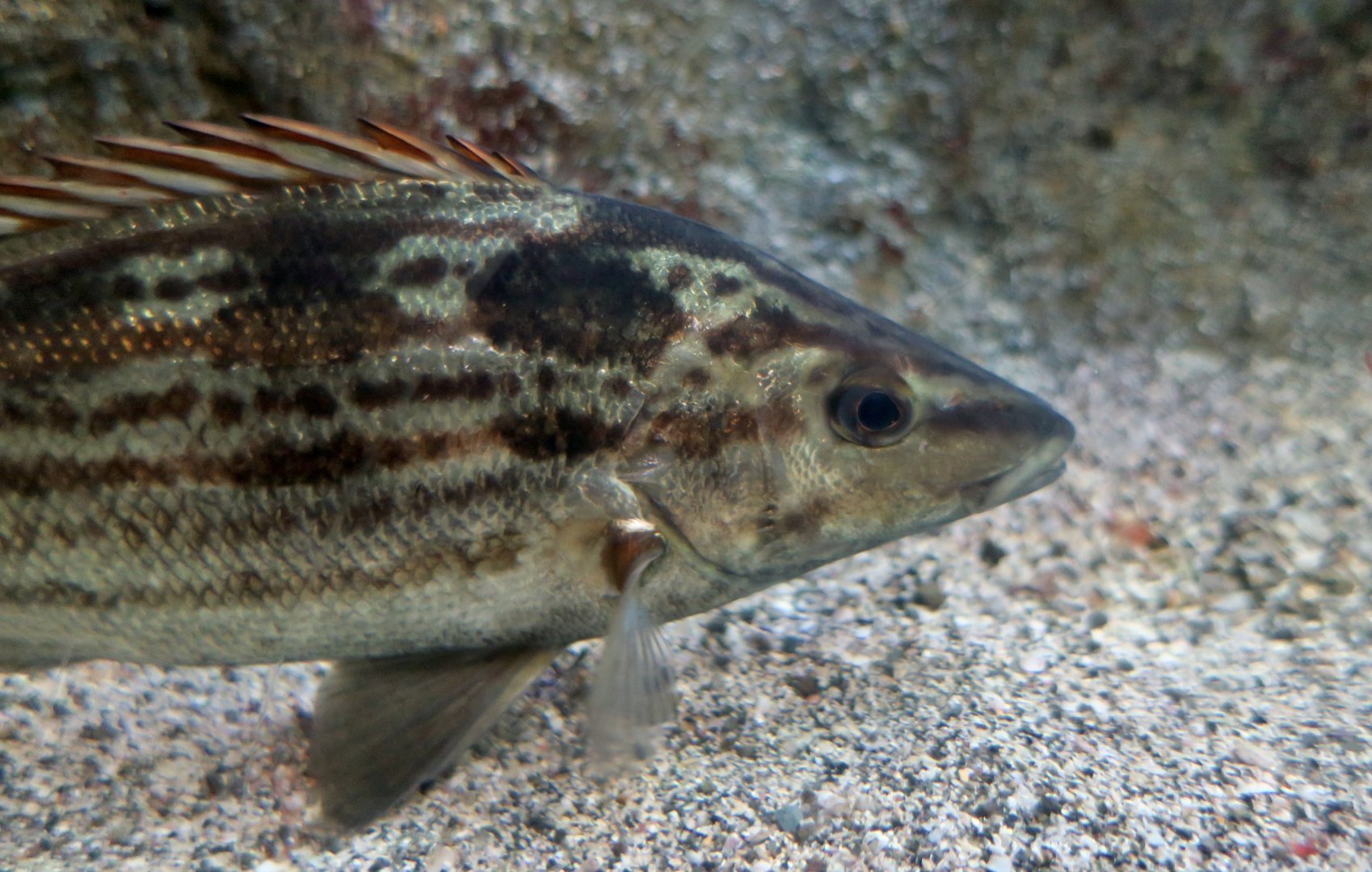 Sharpbeak Terapon (Rhynchopelates oxyrhynchus)