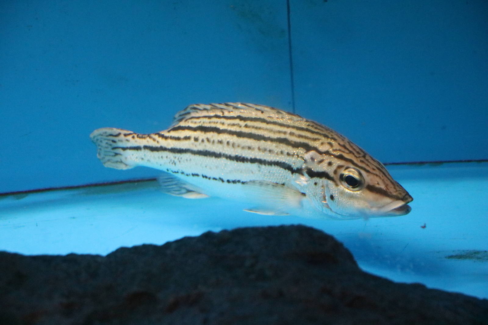 Sharpbeak terapon - Tokyo Tower Aquarium, February 2016