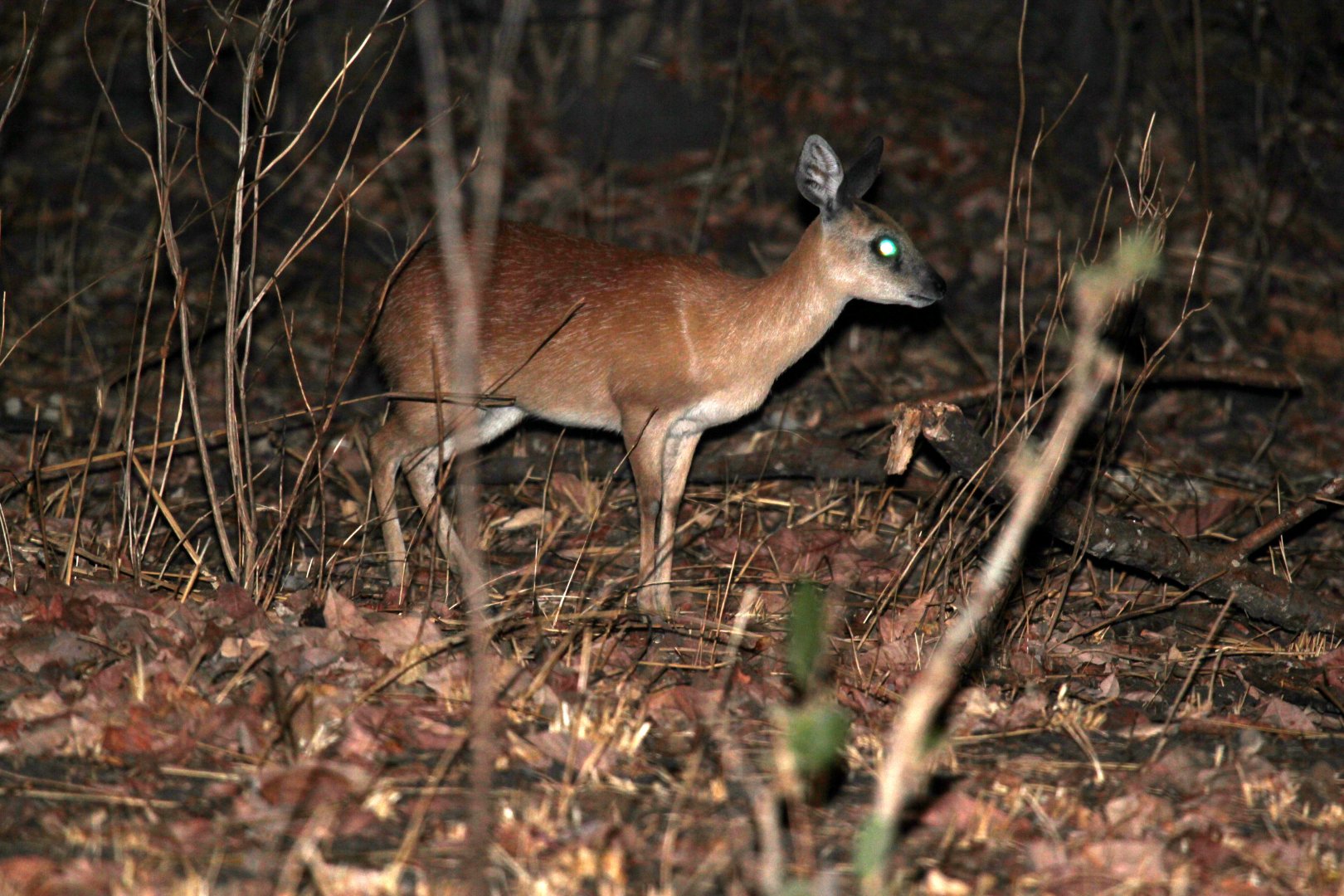 Sharpe's grysbok (Raphicerus sharpei)