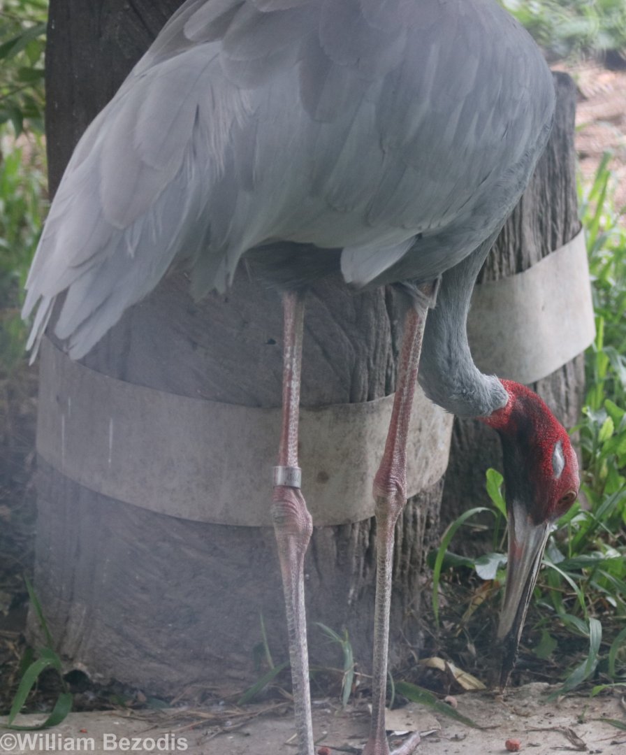 Sharpe's Sarus Crane