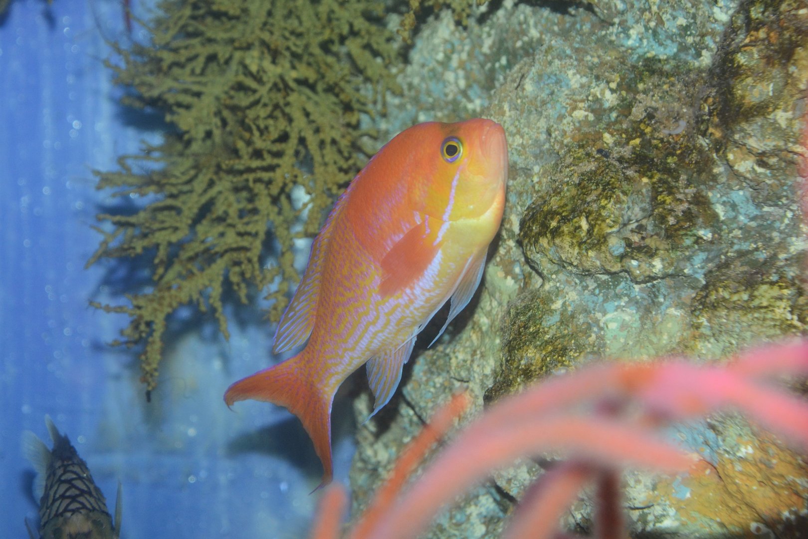 Sharpfin sea bass (Pseudanthias elongatus)
