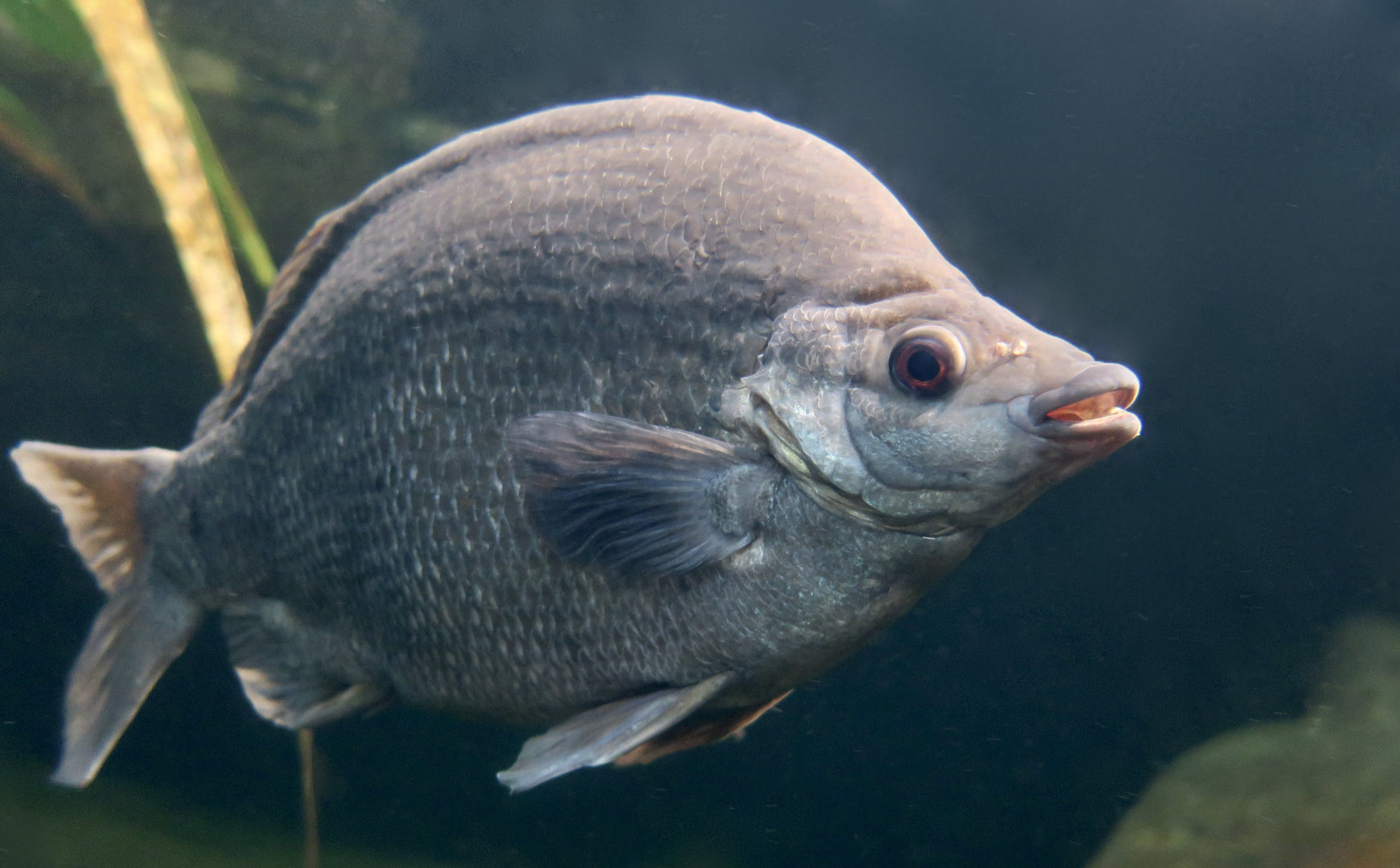 Sharpnose Grunter (Syncomistes butleri)