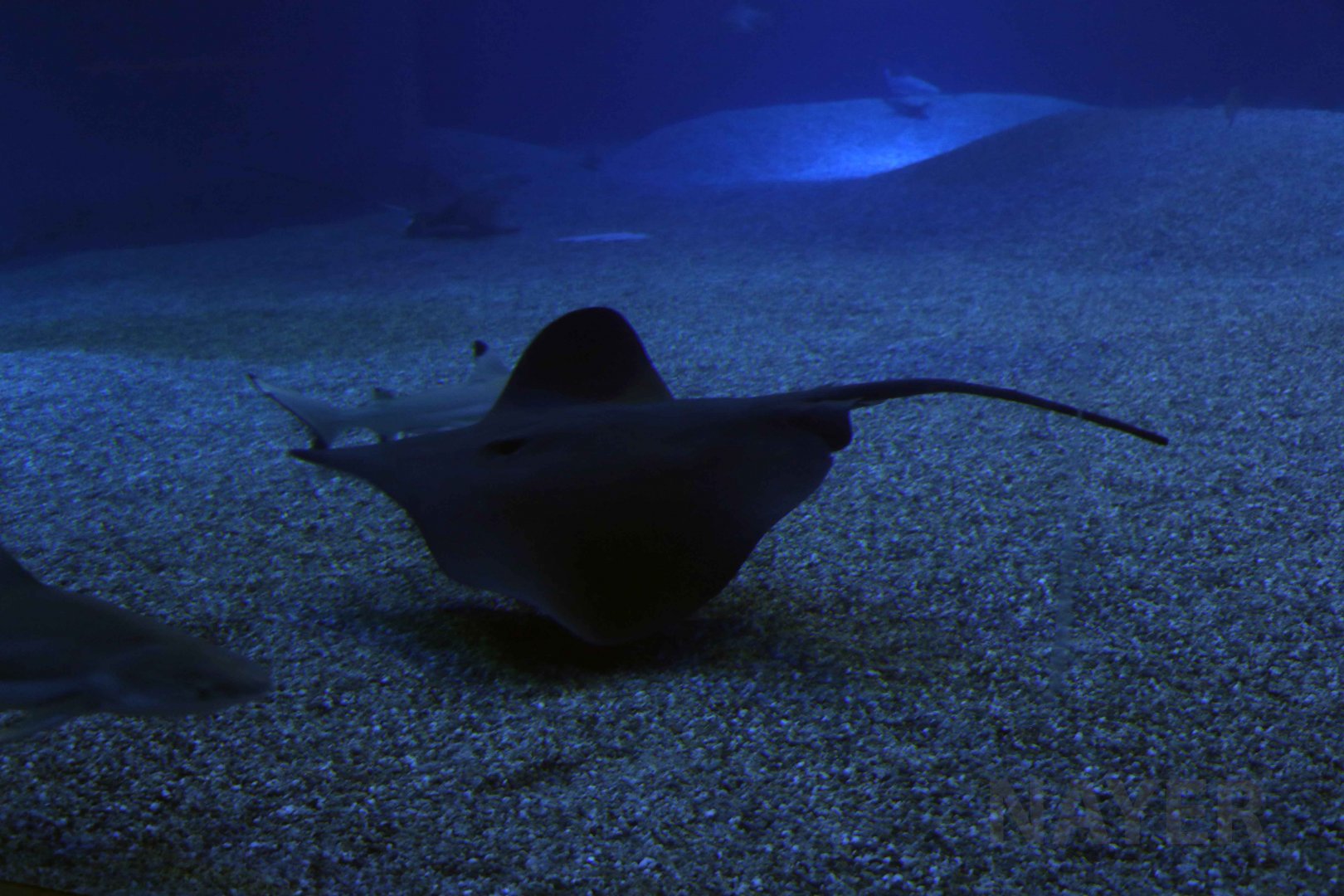 Sharpnose stingray, October 2017
