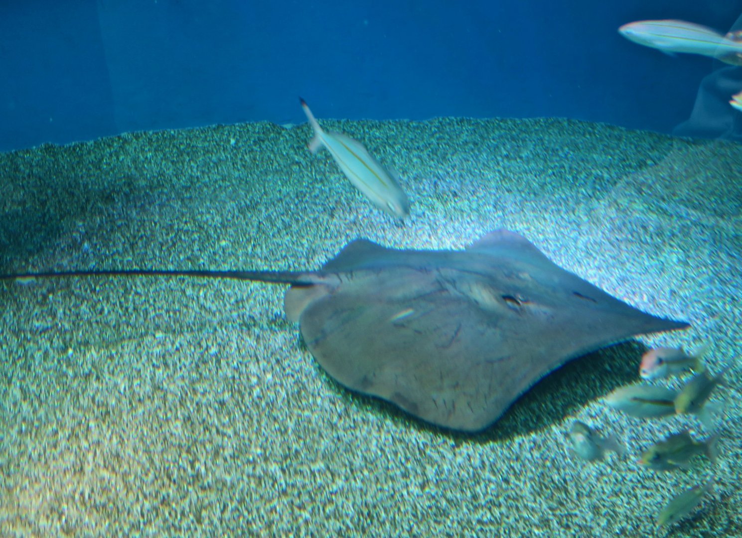 Sharpnose Stingray (Telatrygon acutirostra)