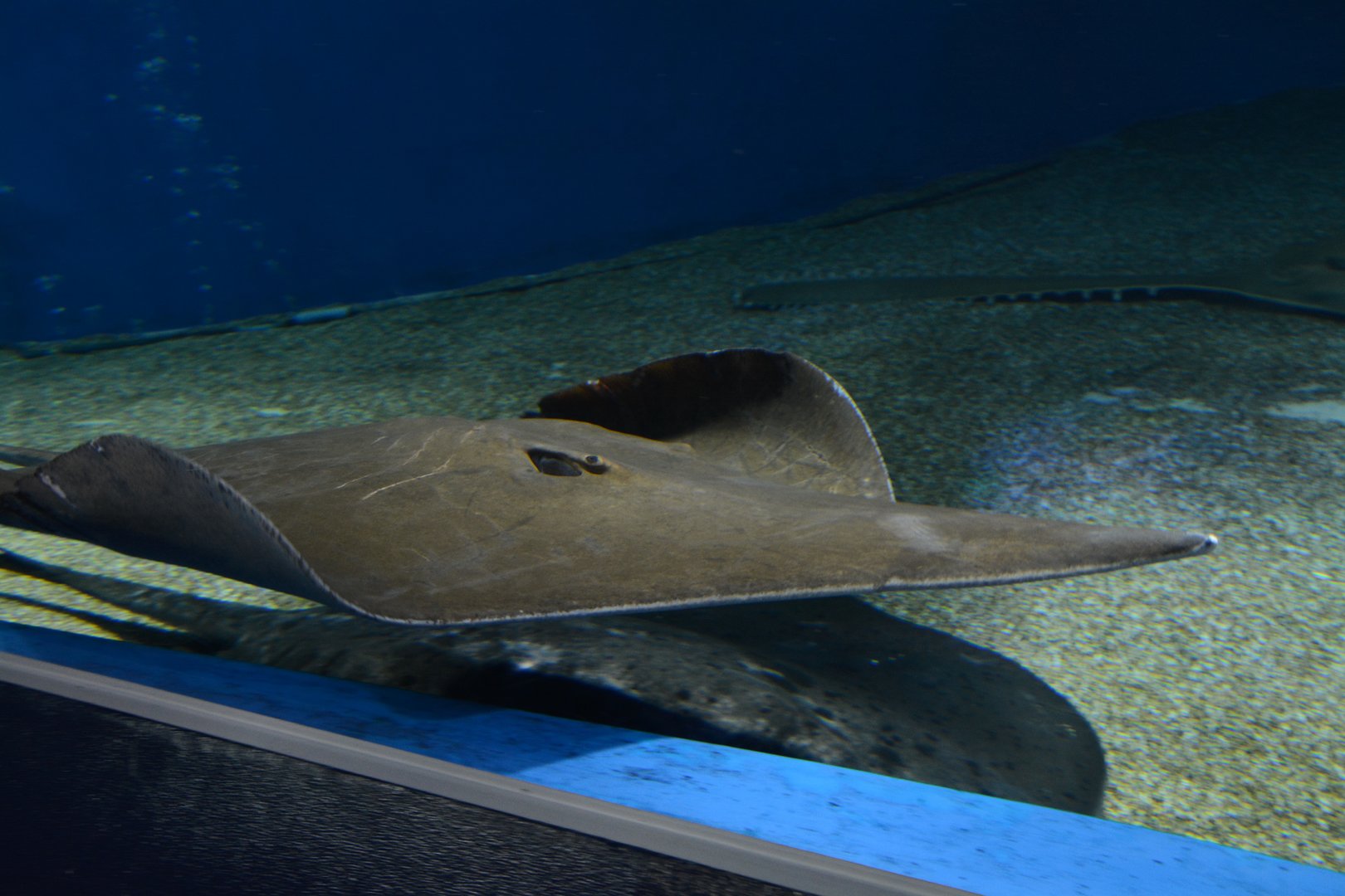 Sharpnose stingray (Telatrygon acutirostra)
