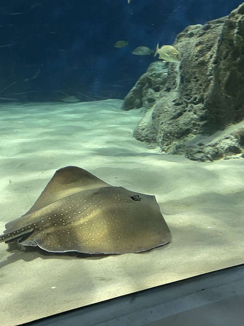 Sharpnose/whitespotted whipray (Maculabatis gerrardi) in OdySea Voyager’s first tank