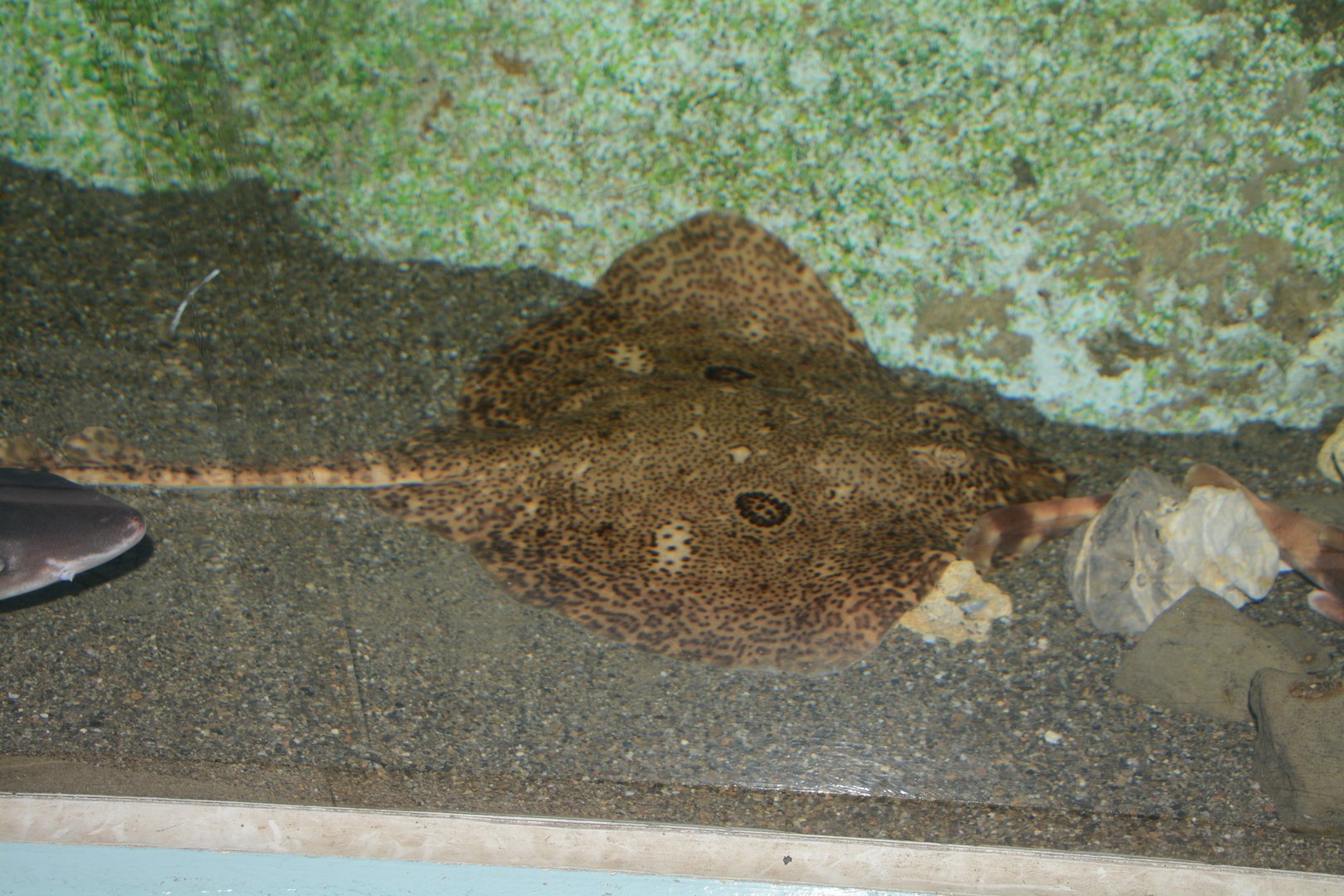 Sharpspine skate (Okamejei acutispina)