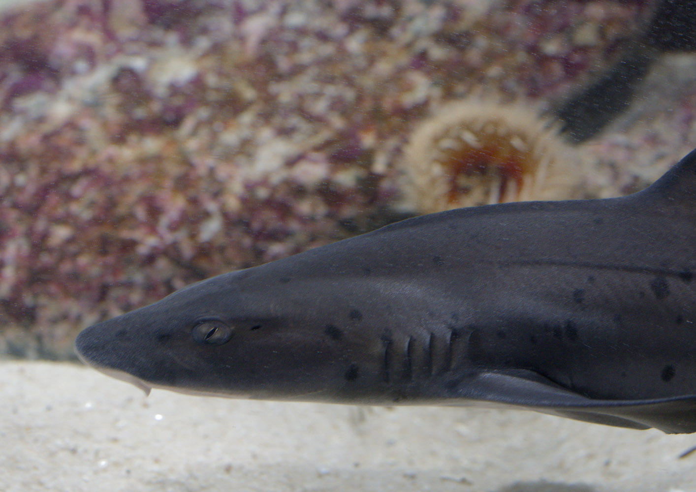 Sharptooth houndshark