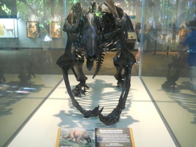 Shasta giant ground sloth