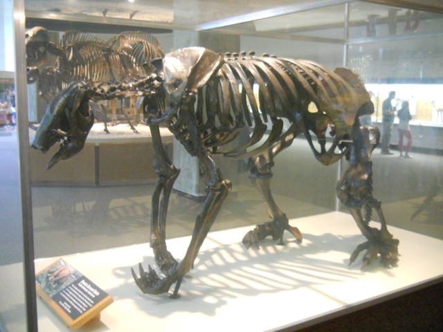 Shasta giant ground sloth