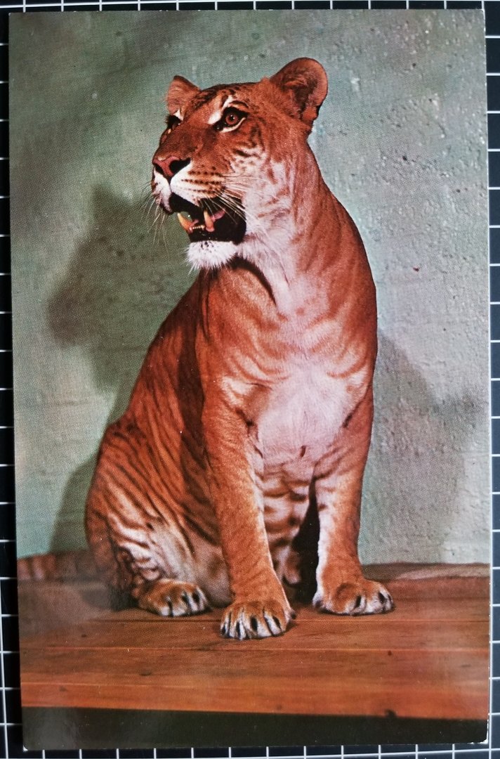 Shasta (Liger)