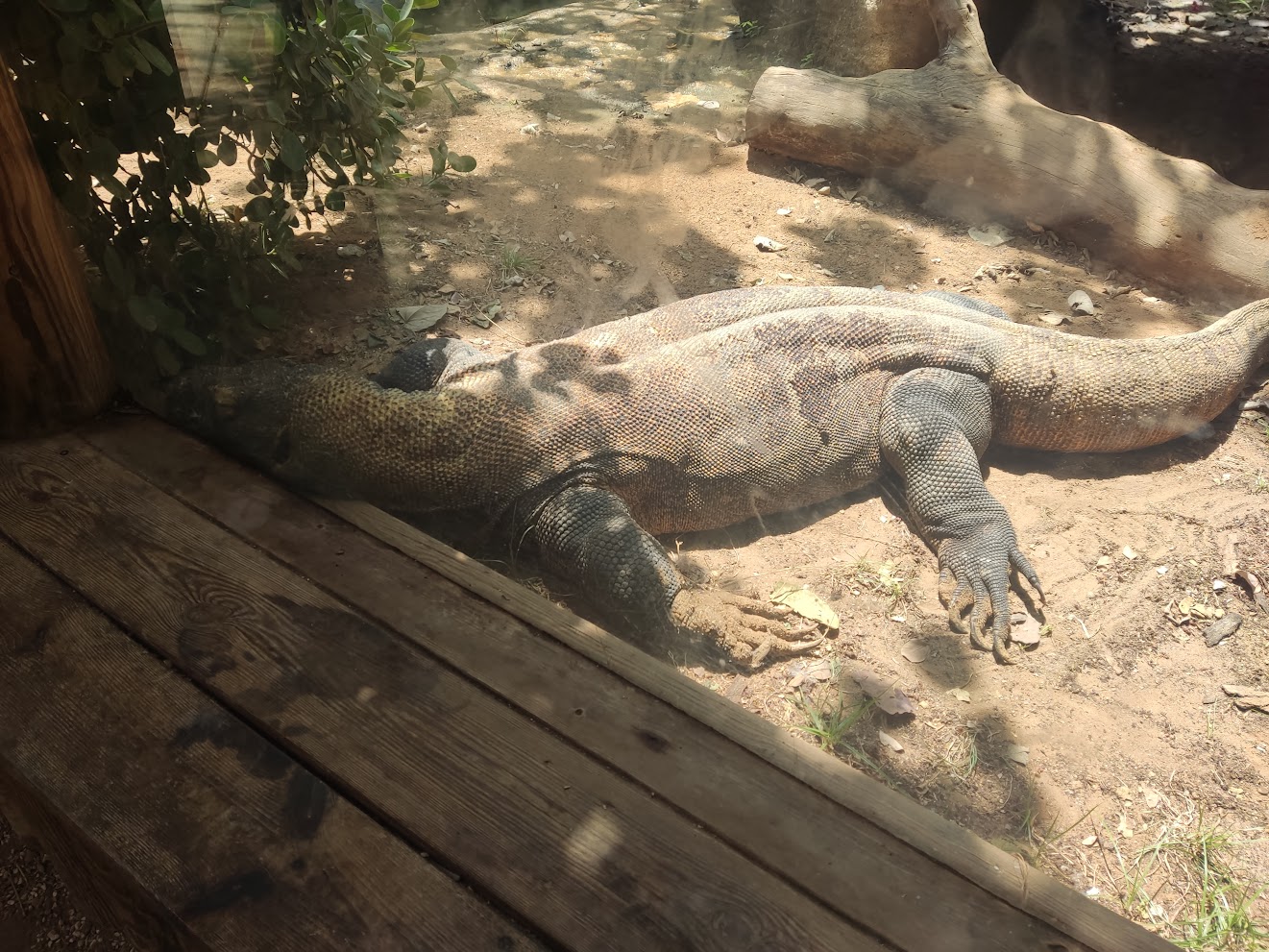 Shaul the Komodo Dragon