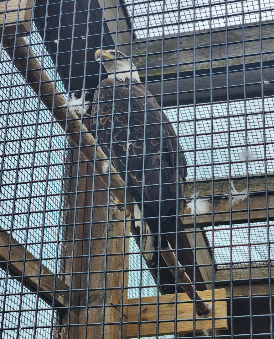 Shaver's Creek Environmental Center (PA) - Bald Eagle