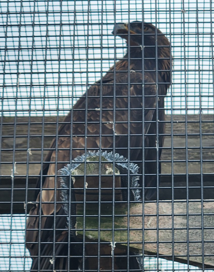 Shaver's Creek Environmental Center (PA) - Golden Eagle