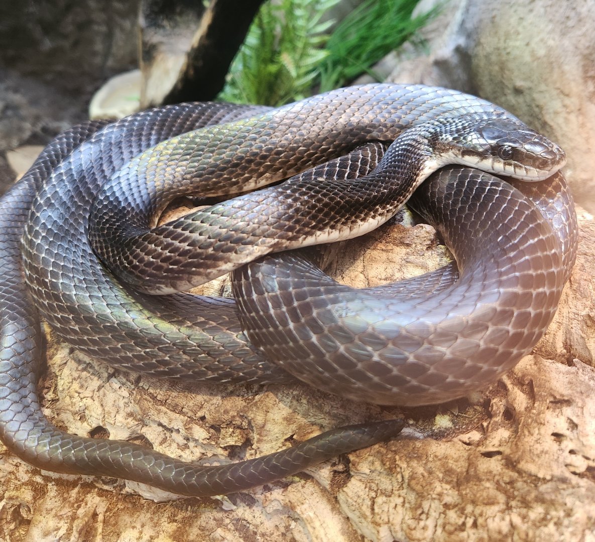 Shaver's Creek Environmental Center (PA) - Pantherophis (obsoleta) alleghaniensis
