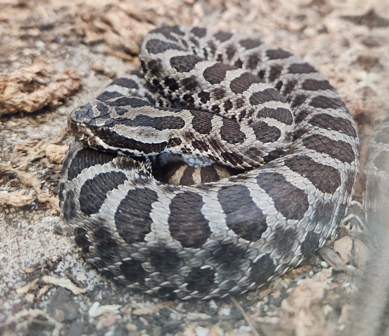 Shaver's Creek Environmental Center (PA) - Sistrurus (catenatus) tergeminus