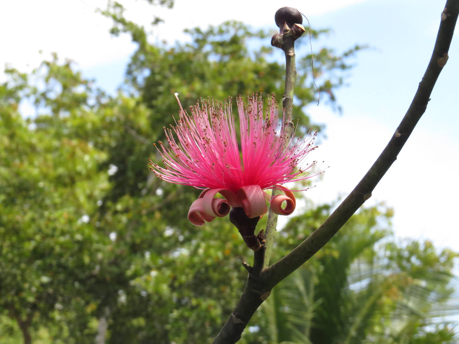 Shaving brush tree flower, March 2015