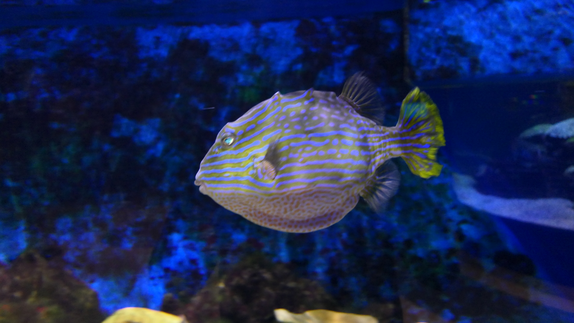 Shaw's Cowfish (Aracana aurita) - Dolphin Discovery Centre, Bunbury