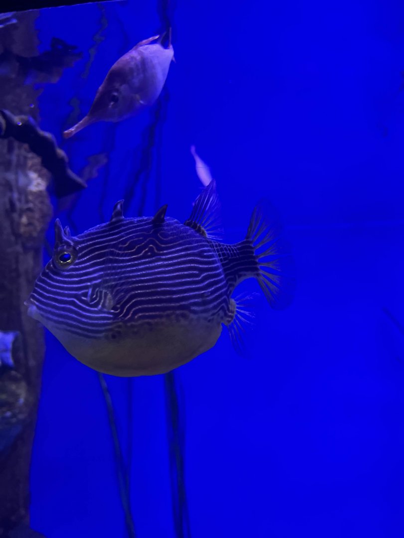 Shaw's cowfish