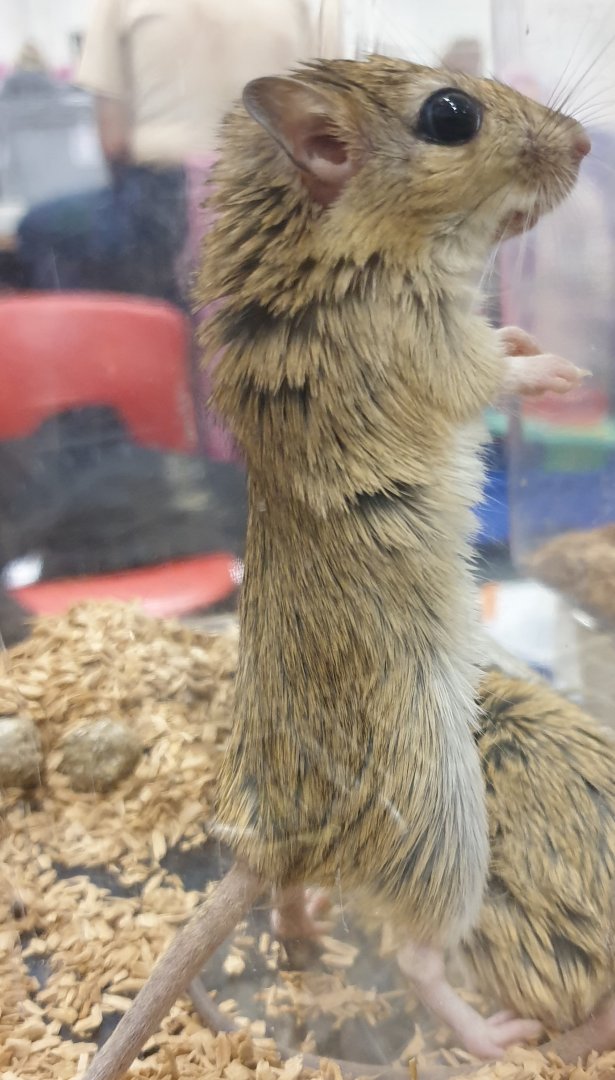 Shaw's gerbil - Meriones shawi