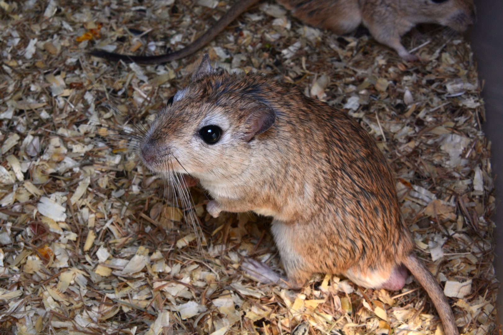 Shaw's jird (Meriones shawi)