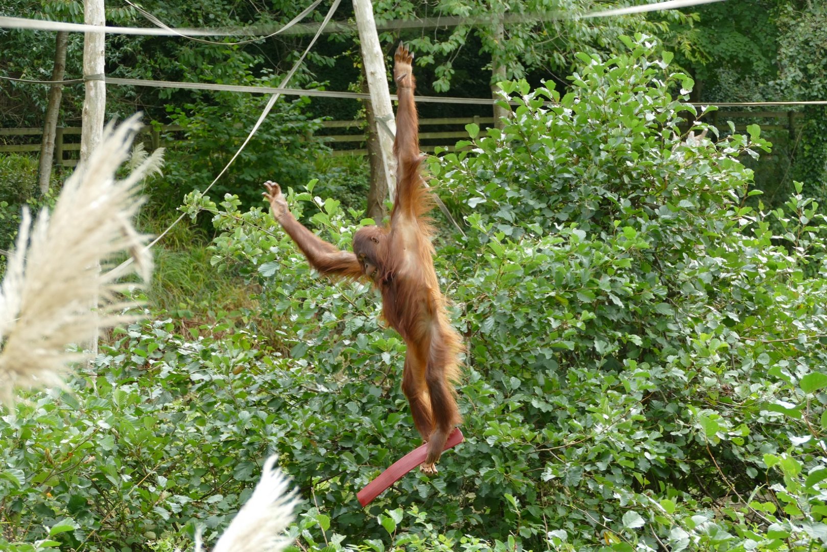 She flies through the air with the greatest of ease. October 2019