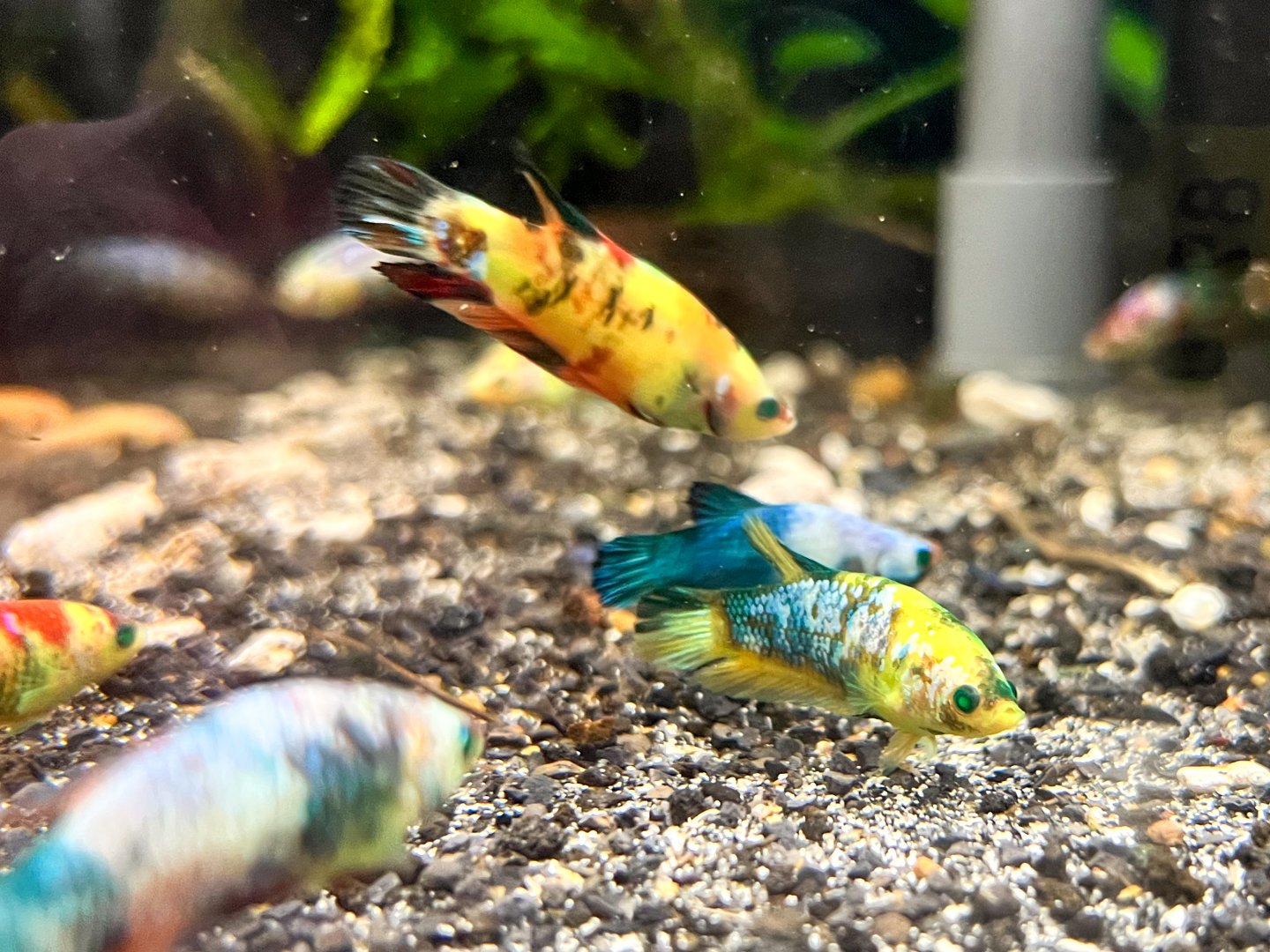 "She-Hulk" Betta (Betta splendens var.)